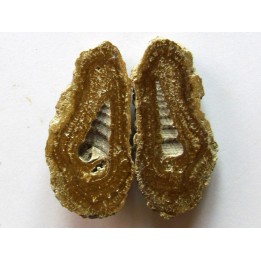 Oncoides avec turritelle (4)