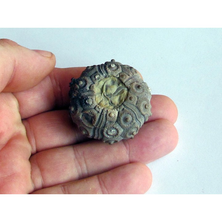 cidaris mallum (1)