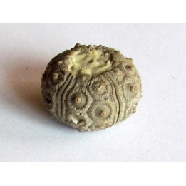 cidaris mallum (2)