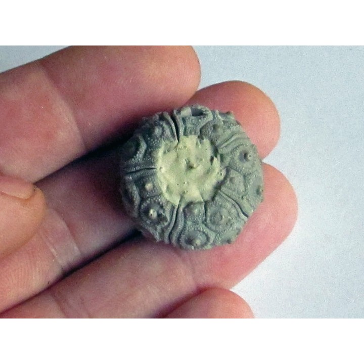 cidaris mallum (2)