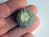cidaris mallum (2)