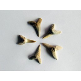 set of 5 COSMOPOLOTODUS PRAECURSOR (1)