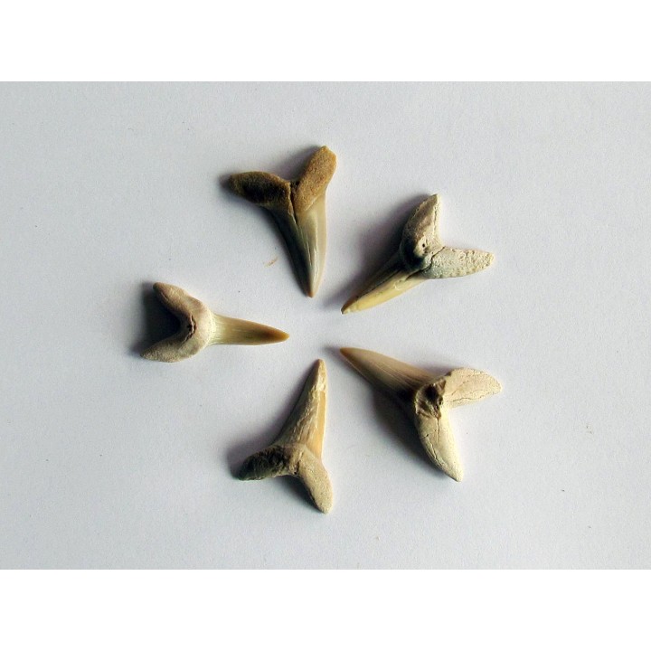 lot de 5 COSMOPOLOTODUS PRAECURSOR (1)