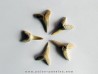 set of 5 COSMOPOLOTODUS PRAECURSOR (1)