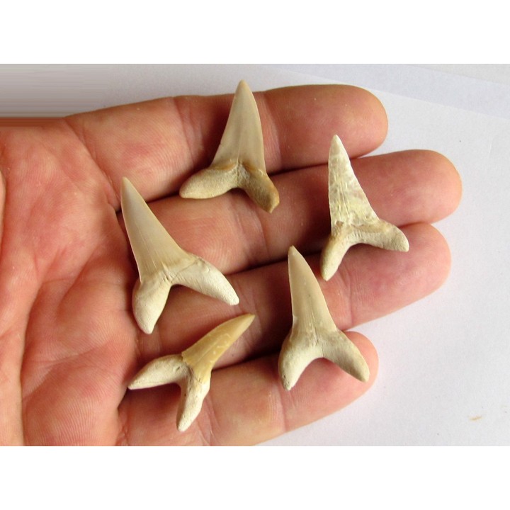 set of 5 COSMOPOLOTODUS PRAECURSOR (1)