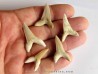 set of 5 COSMOPOLOTODUS PRAECURSOR (1)