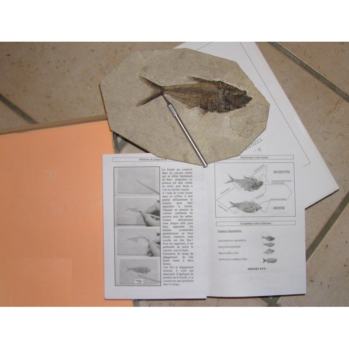 kit de preparation: poisson fossile a degager