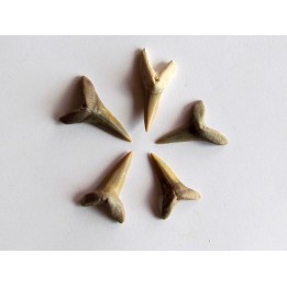 lot de 5 COSMOPOLOTODUS PRAECURSOR (6)