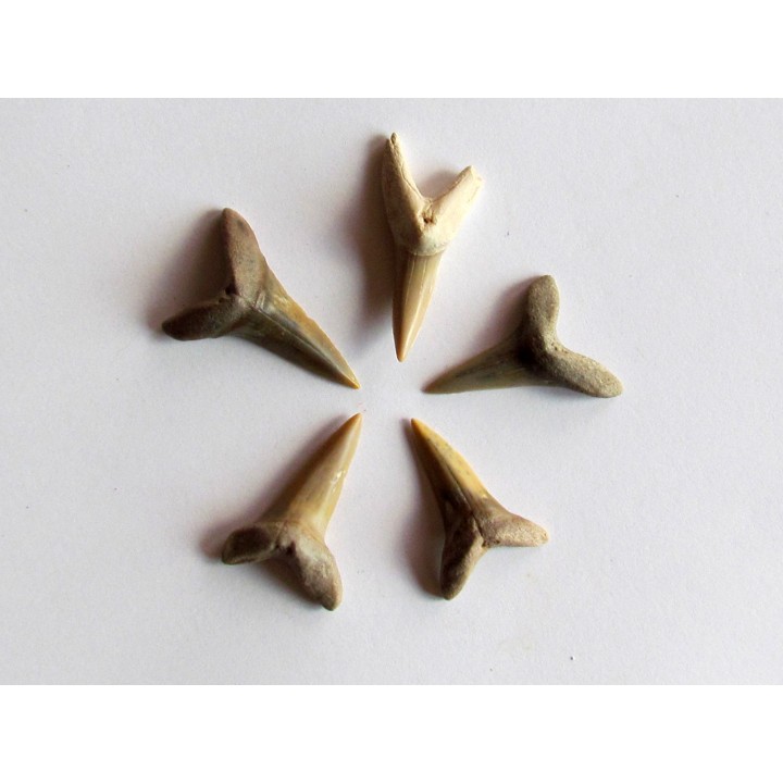 set of 5 COSMOPOLOTODUS PRAECURSOR (6)