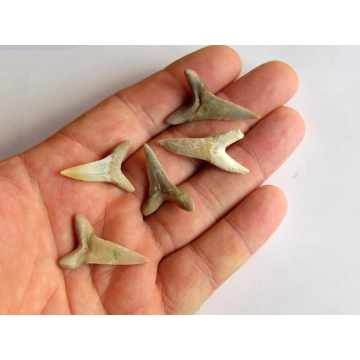 lot de 5 COSMOPOLOTODUS PRAECURSOR (6)