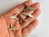 lot de 5 COSMOPOLOTODUS PRAECURSOR (6)