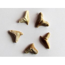 lot de 5 GALEOCERDO EAGLESOMI (10)