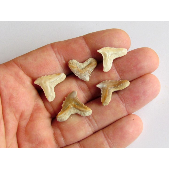 lot de 5 GALEOCERDO EAGLESOMI (10)