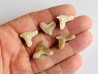 set of 5 GALEOCERDO EAGLESOMI (10)