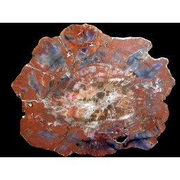 belle tranche de bois fossile silicifié (6)