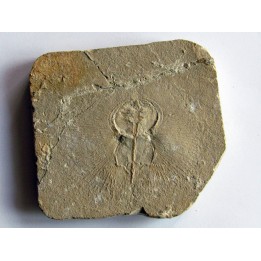 CYCLOBATIS OLIGODACTYLUS