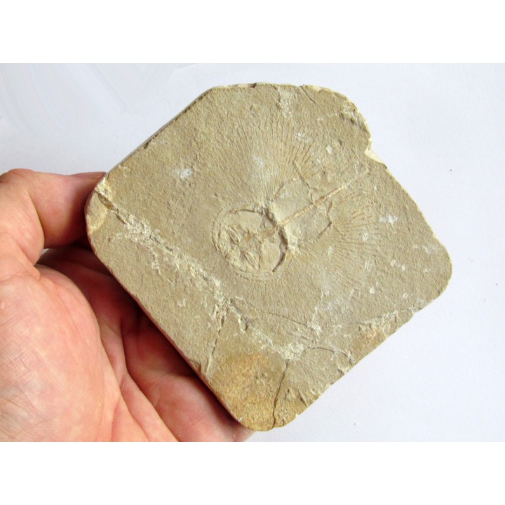 CYCLOBATIS OLIGODACTYLUS