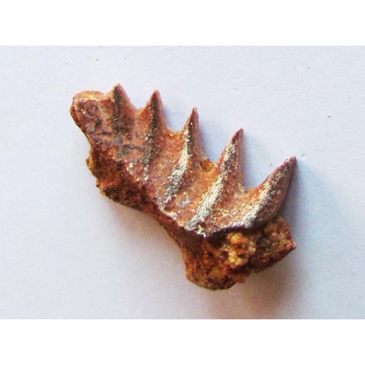 neoceratodus africanus (2)