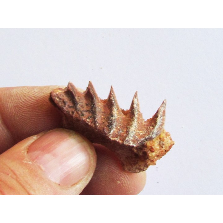 neoceratodus africanus (2)