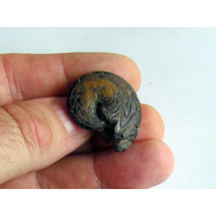 Discoclymenia atlantea (1)