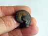 Discoclymenia atlantea (1)
