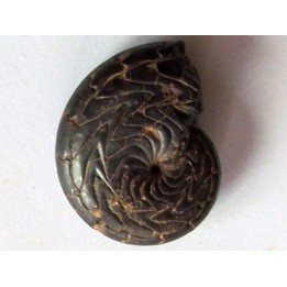 Discoclymenia atlantea (2)
