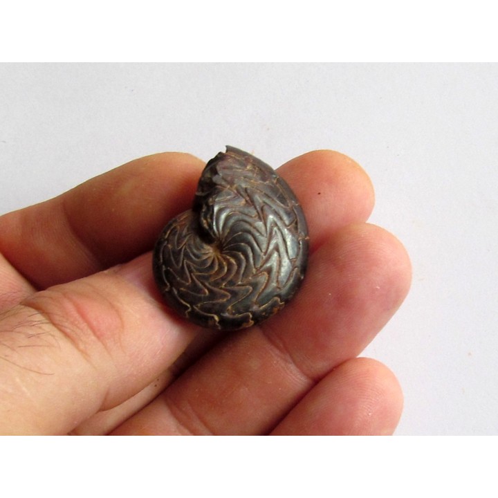 Discoclymenia atlantea (2)