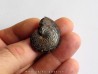 Discoclymenia atlantea (2)
