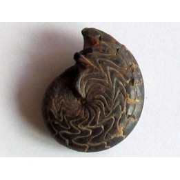 Discoclymenia atlantea (4)