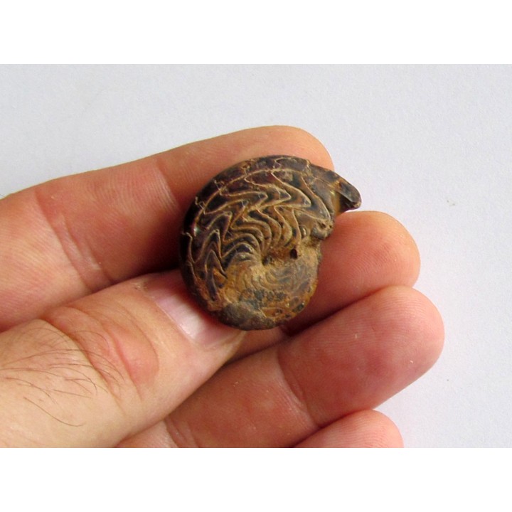 Discoclymenia atlantea (4)