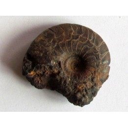 Cymaclymenia sp. (1)