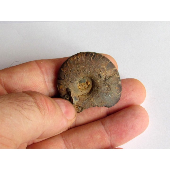 Cymaclymenia sp. (1)