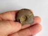 Cymaclymenia sp. (1)