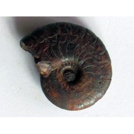 Cymaclymenia sp. (2)