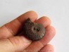 Cymaclymenia sp. (2)