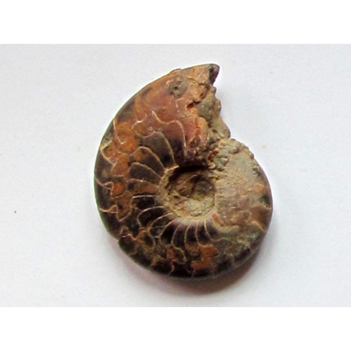 Cymaclymenia sp. (3)