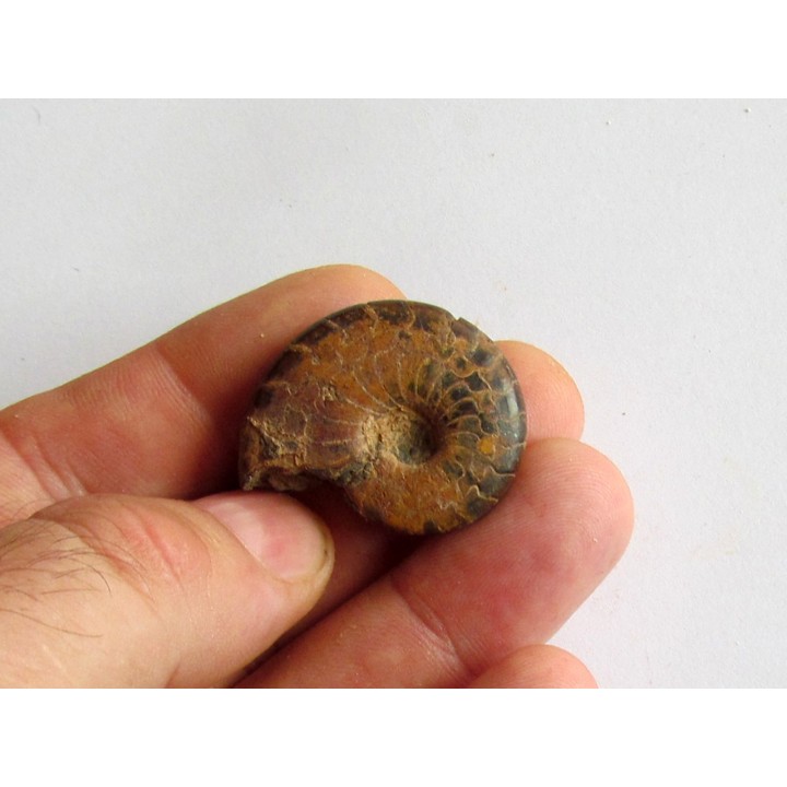 Cymaclymenia sp. (3)
