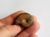 Cymaclymenia sp. (3)
