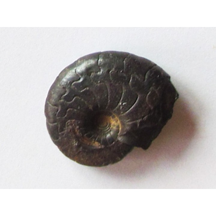 Cymaclymenia sp. (4)