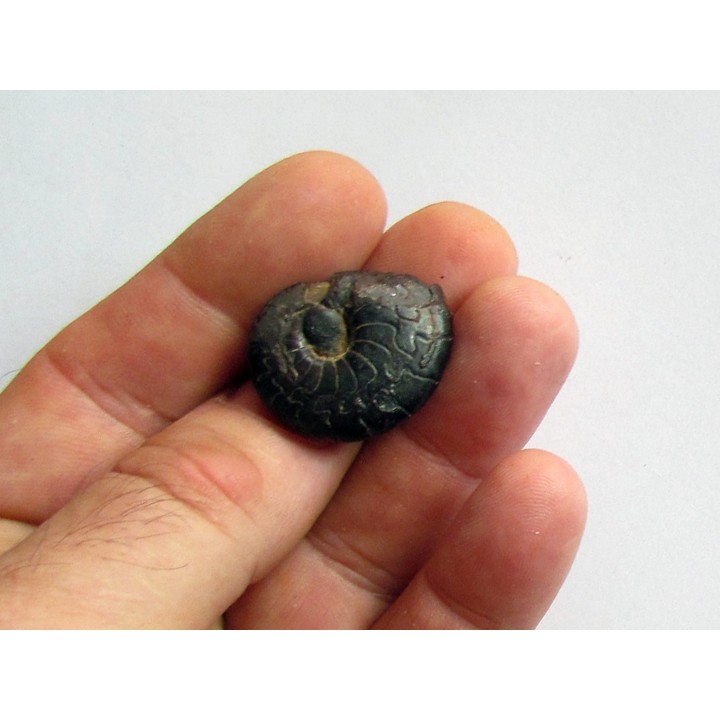 Cymaclymenia sp. (4)