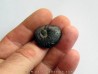 Cymaclymenia sp. (4)