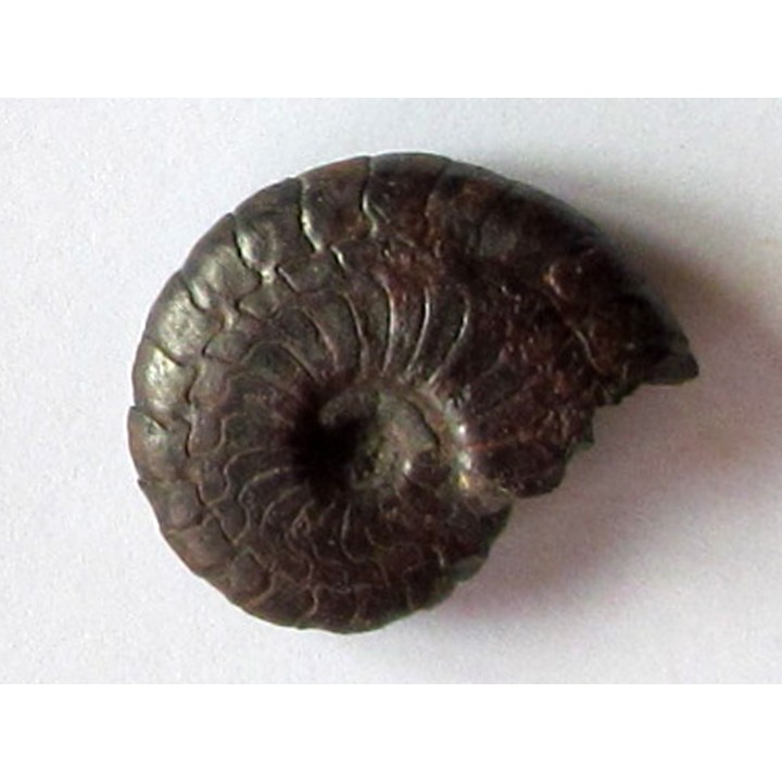 Cymaclymenia sp. (5)