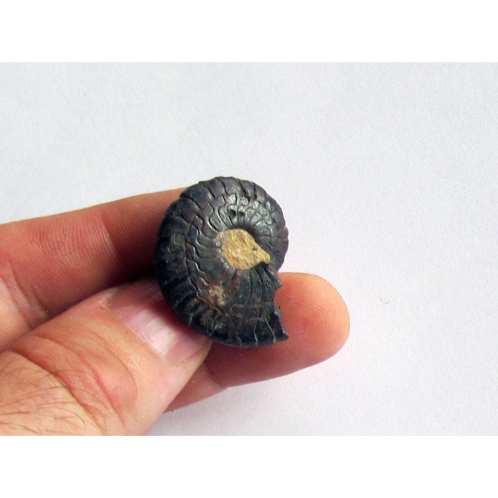 Cymaclymenia sp. (5)