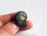 Cymaclymenia sp. (5)