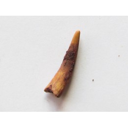 PTEROSAUR tooth: SIROCCOPTERYX (3)