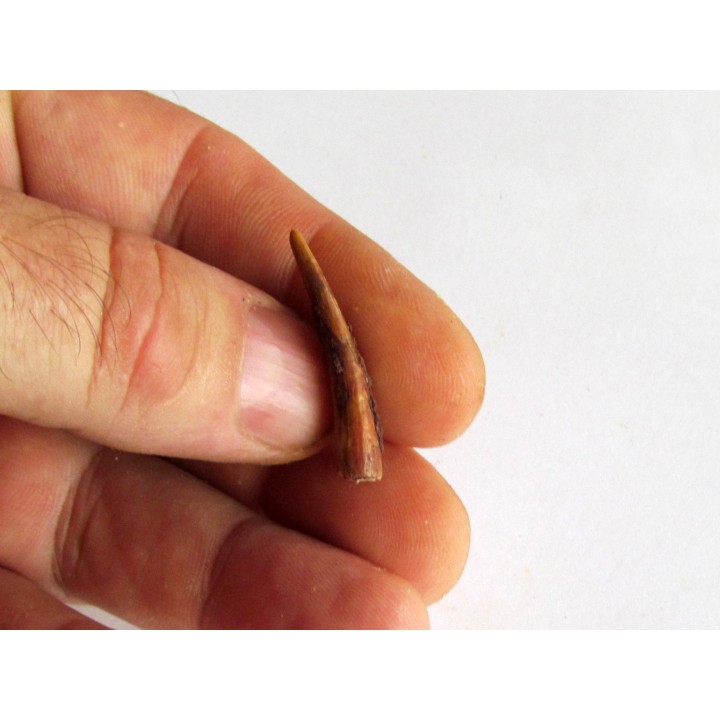 PTEROSAUR tooth: SIROCCOPTERYX (3)