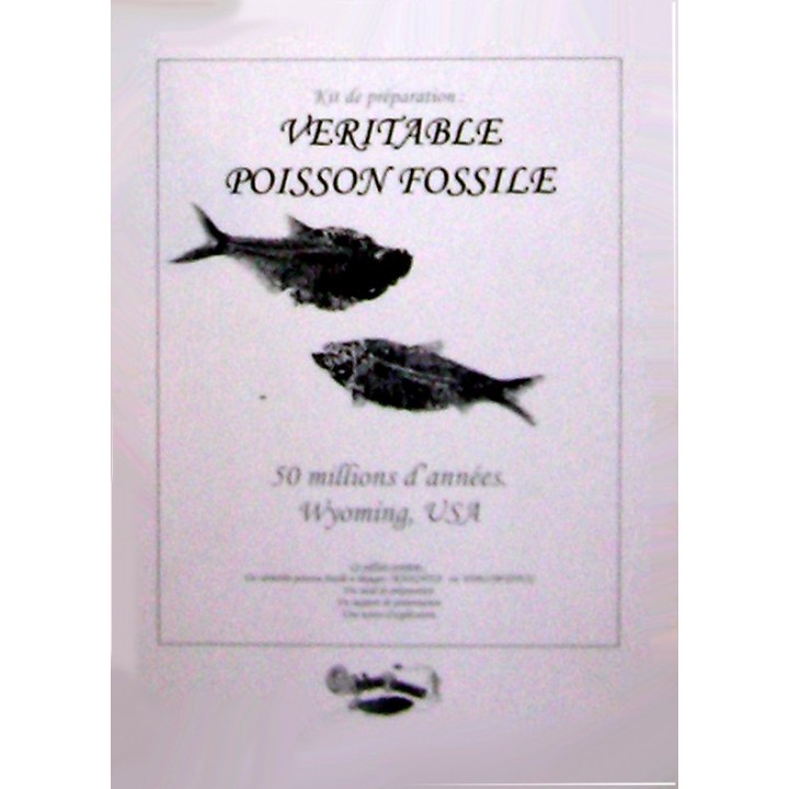 kit de preparation: poisson fossile a degager