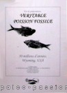 kit de preparation: poisson fossile a degager