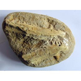 enchodus lybicus (3)