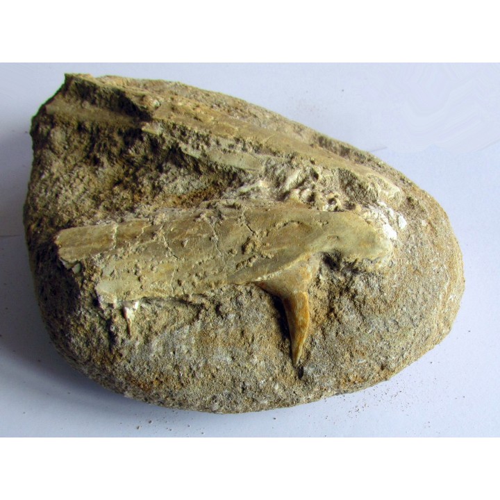 enchodus lybicus (3)